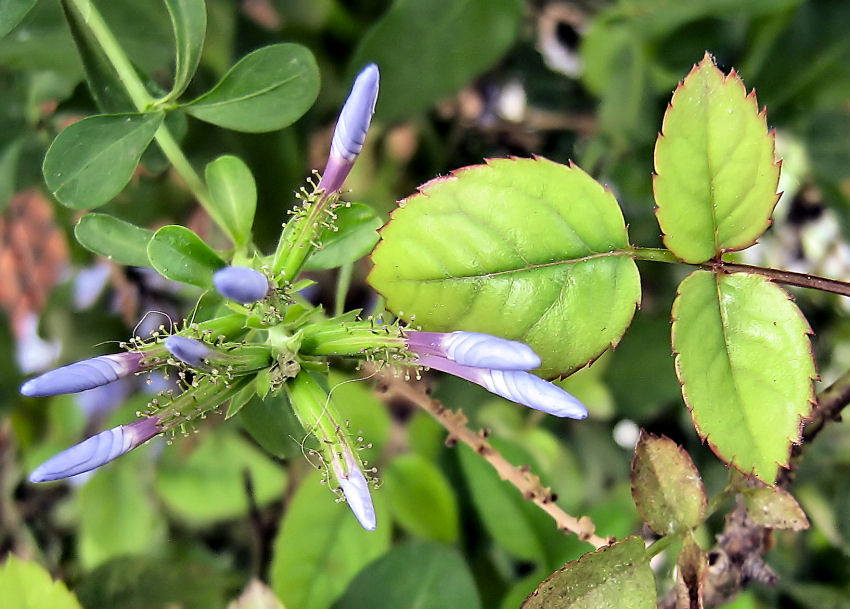 Fiori e foglie